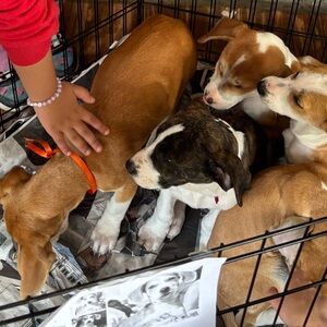 Meet your Posher, Tana